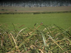 Sporophila palustris