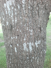 Quercus