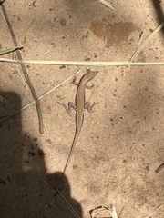 Ichnotropis capensis