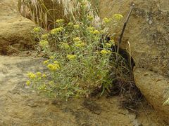 Odontarrhena muralis