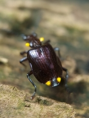 Physodera dejeani