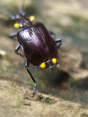 Physodera dejeani