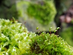 Brachytheciastrum velutinum