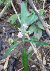 Eranthemum