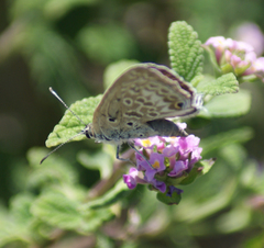 Lepidochrysops patricia