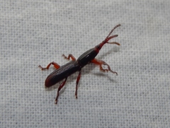 Trachelizini
