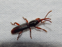 Trachelizini