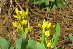 Baptisia cinerea