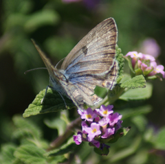 Lepidochrysops patricia