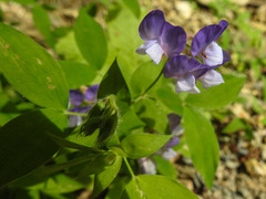 Lathyrus laxiflorus