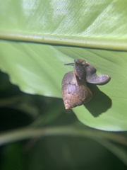 Satsuma sphaeroconus