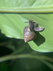 Satsuma sphaeroconus