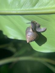 Satsuma sphaeroconus