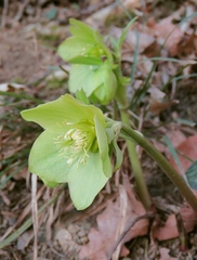 Helleborus odorus