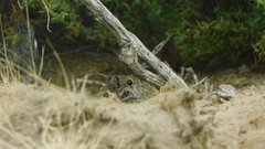 Microcavia australis