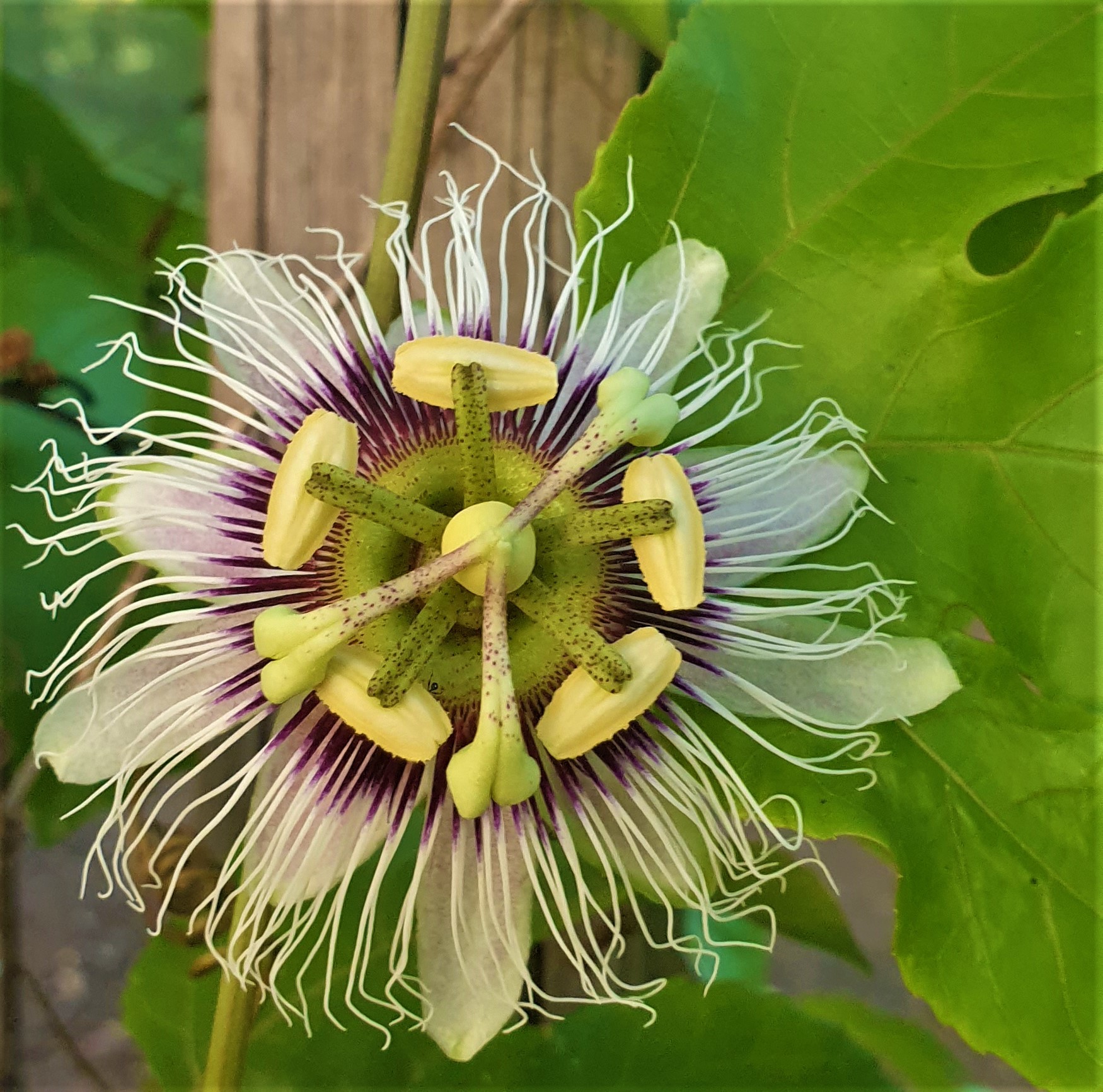 Pasifloras: la fruta de la pasión