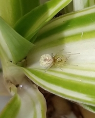 Nigma puella