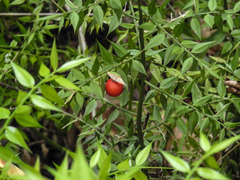 Ruscus hyrcanus