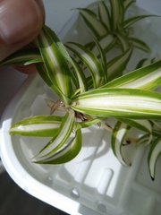 Nigma puella