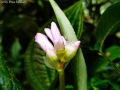 Monolena primuliflora