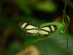Aeria olena