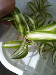 Nigma puella