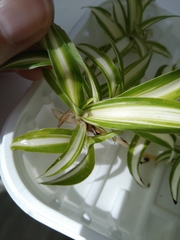 Nigma puella