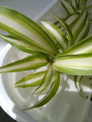 Nigma puella