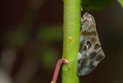 Ricania quadrimaculata