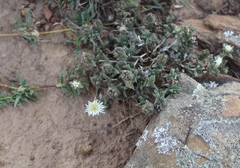 Trichodiadema orientale