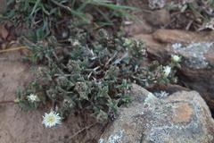 Trichodiadema orientale