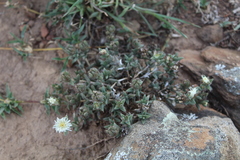 Trichodiadema orientale