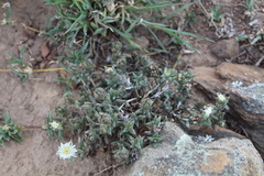 Trichodiadema orientale