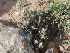 Trichodiadema orientale