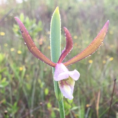 Cleistesiopsis oricamporum