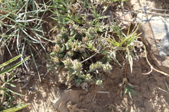 Trichodiadema orientale