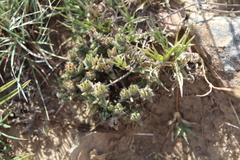 Trichodiadema orientale