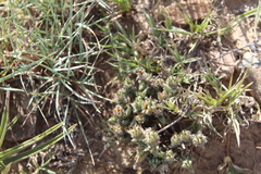 Trichodiadema orientale