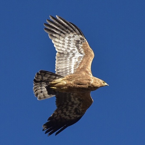 African Harrier-Hawk