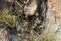 Trichodiadema orientale