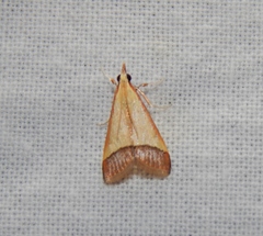 Pseudonoorda rubricostalis