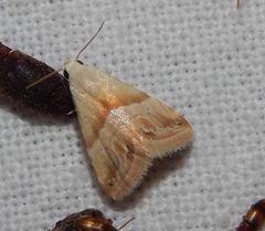 Eublemma cochylioides