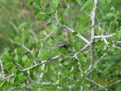 Chetogena tachinomoides