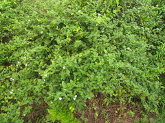 Lantana undulata