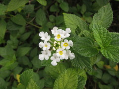Lantana undulata