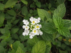 Lantana undulata