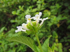 Lantana undulata