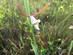 Cleistesiopsis oricamporum