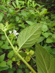 Lantana undulata