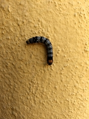 Androloma disparata